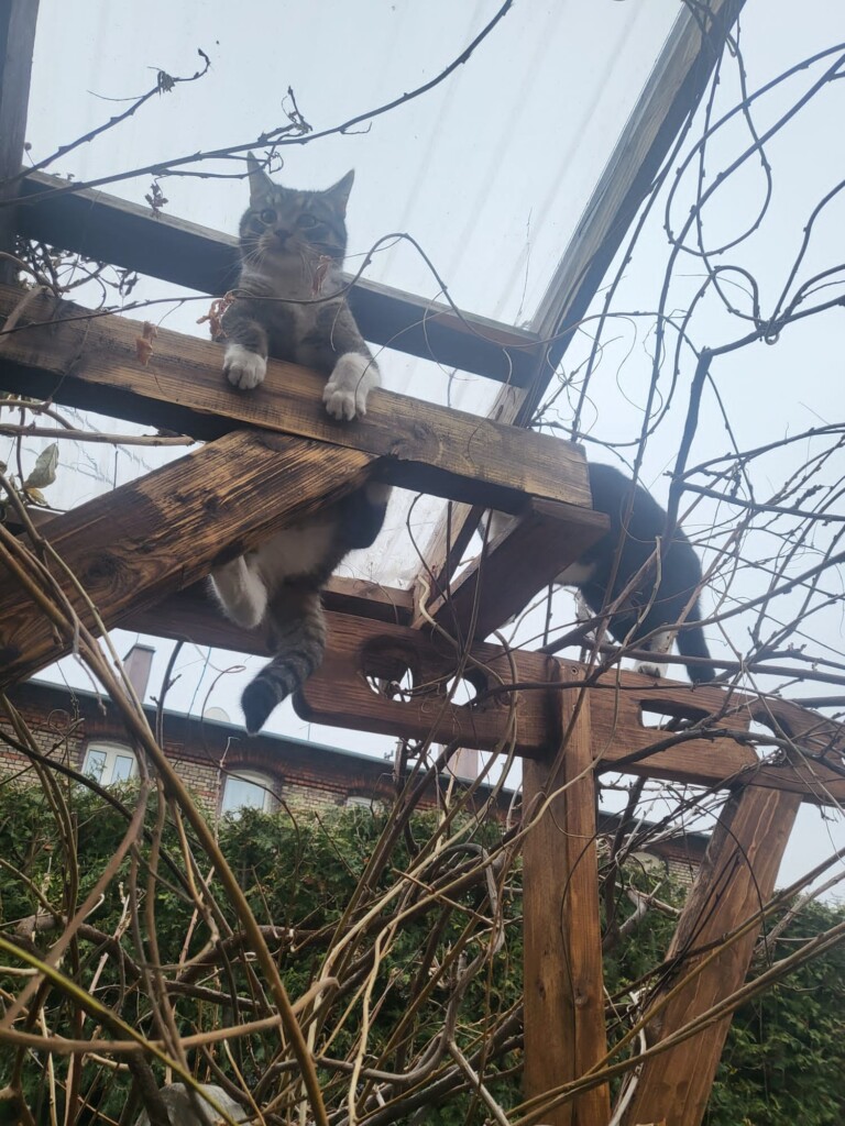 Nasi Koci Akrobaci